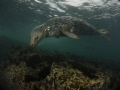   Seal taken Farn Islands UK  